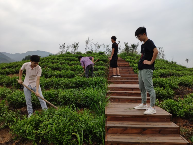 员工体验茶园除草劳作