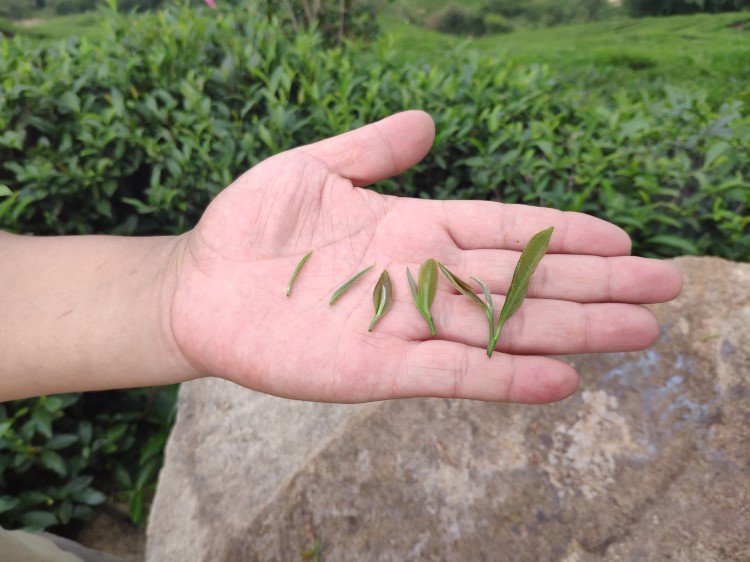 茶农给大家介绍茶叶五个等级
